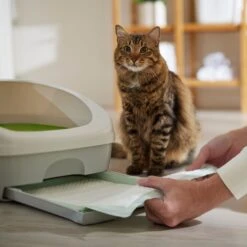 Frisco Cat Litter Pads, Unscented 12 Frisco Cat Litter Pads, Unscented -Frisco 149816 PT5. AC SS1800 V1675279991