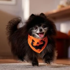 Frisco Jack O' Lantern Pumpkin Dog & Cat Bandana 11 Frisco Jack O' Lantern Pumpkin Dog & Cat Bandana -Frisco 158934 PT4. AC SS1800 V1564430535