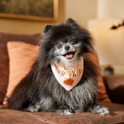 Frisco Mommy's Lil Pumpkin Dog & Cat Bandana 11 Frisco Mommy's Lil Pumpkin Dog & Cat Bandana -Frisco 158936 PT4. AC SS1800 V1633064807