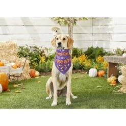 Frisco I Do Tricks For Treats Dog & Cat Bandana -Frisco 158938 PT4. AC SS1800 V1633069923