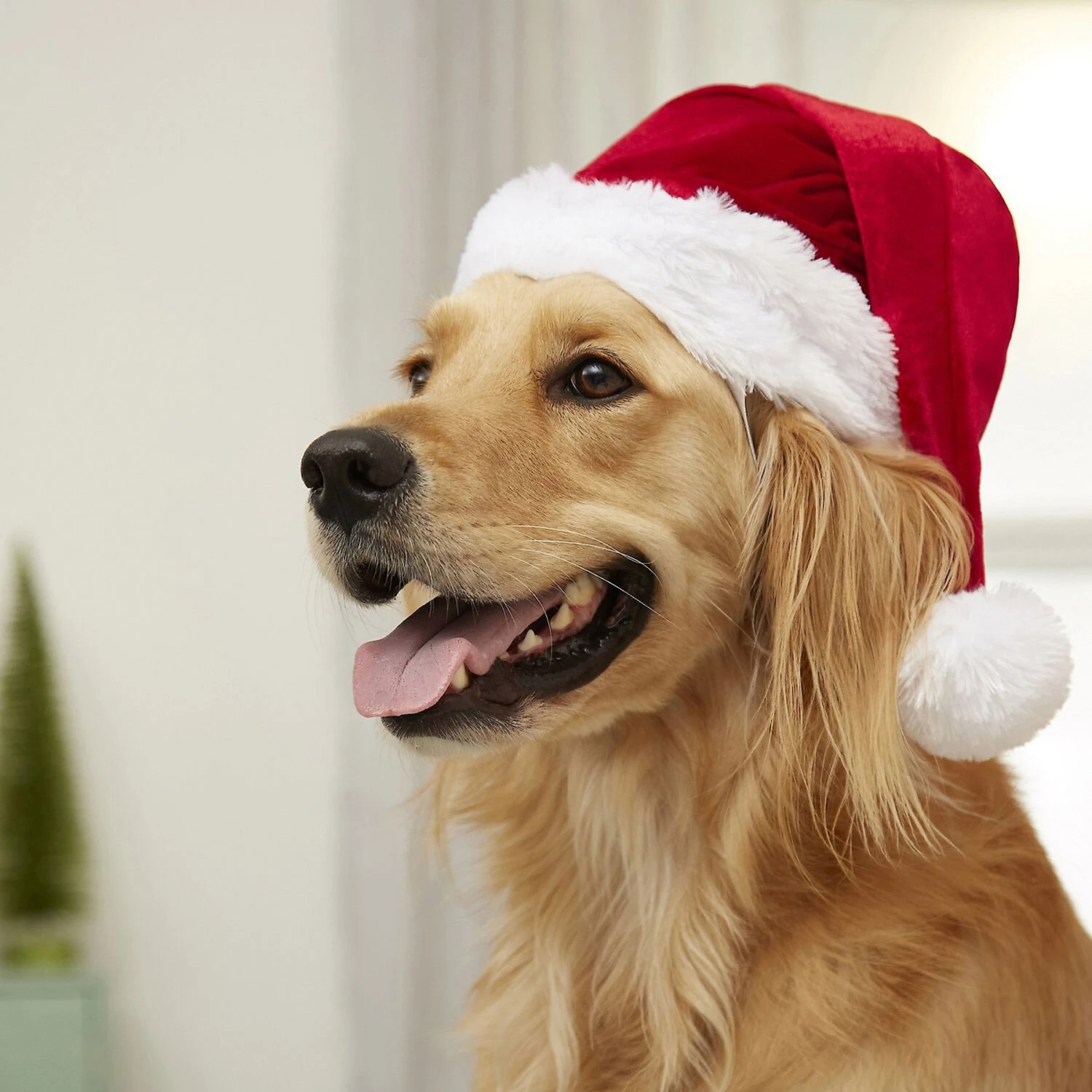 Frisco Holiday Dog & Cat Santa Hat, 1 Count 5 Frisco Holiday Dog & Cat Santa Hat, 1 Count - Image 5