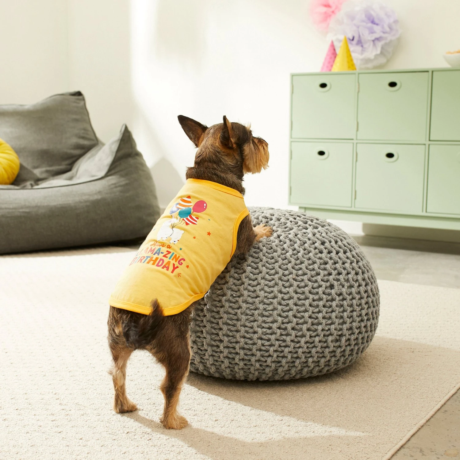 Frisco Llama-zing Birthday Dog & Cat T-Shirt 5 Frisco Llama-zing Birthday Dog & Cat T-Shirt - Image 5