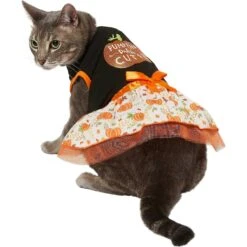 Frisco Pumpkin Patch Cutie Dog & Cat Dress 8 Frisco Pumpkin Patch Cutie Dog & Cat Dress -Frisco 215784 PT2. AC SS1800 V1632429076