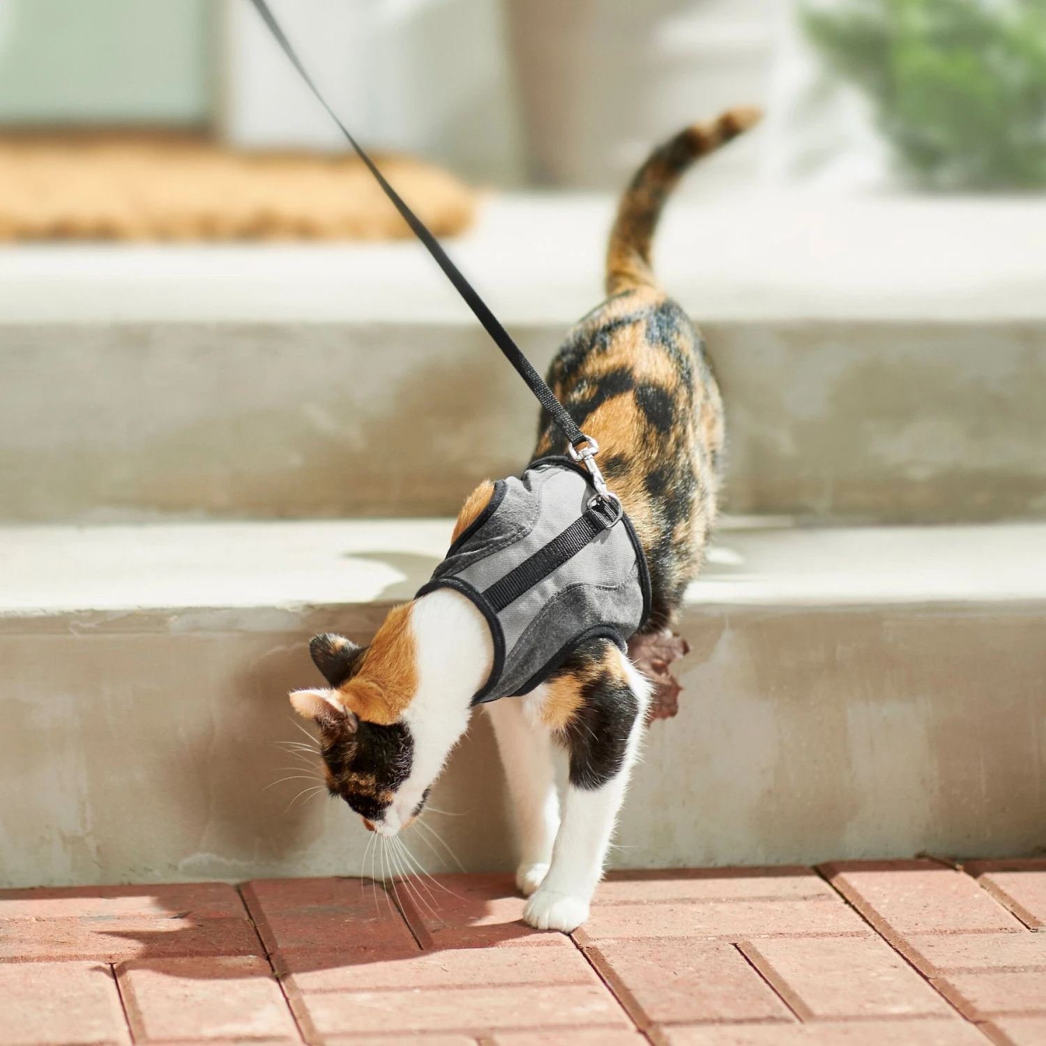 Frisco Wrap Cat Harness 6 Frisco Wrap Cat Harness - Image 6