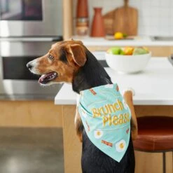 Frisco Brunch Please Dog & Cat Bandana 13 Frisco Brunch Please Dog & Cat Bandana -Frisco 249207 PT5. AC SS1800 V1696597732