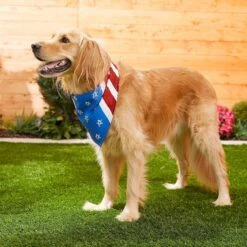 Frisco Stars & Stripes Dog & Cat Bandana 13 Frisco Stars & Stripes Dog & Cat Bandana -Frisco 249329 PT5. AC SS1800 V1632433280