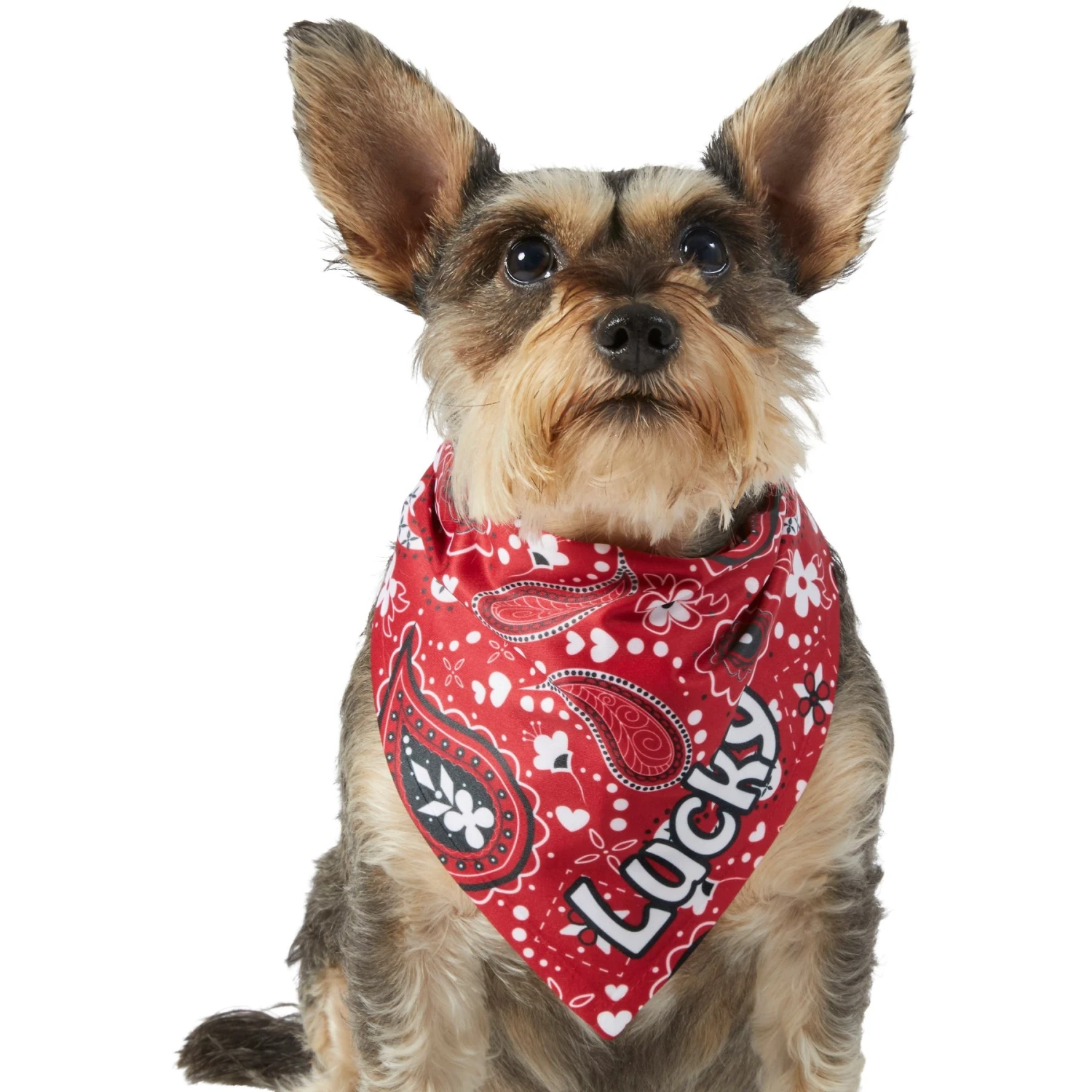 Frisco Paisley Printed Personalized Dog & Cat Bandana 7 Frisco Paisley Printed Personalized Dog & Cat Bandana - Image 7