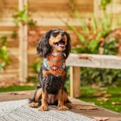 Frisco Southwest Dog & Cat Bandana 13 Frisco Southwest Dog & Cat Bandana -Frisco 267904 PT5. AC SS1800 V1637679734