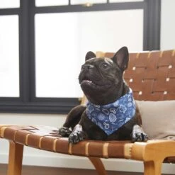 Frisco Fall Vibes Dog & Cat Bandana 13 Frisco Fall Vibes Dog & Cat Bandana -Frisco 267913 PT5. AC SS1800 V1637722289