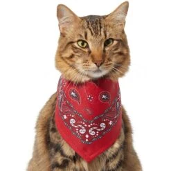 Frisco Red Paisley Dog & Cat Bandana 11 Frisco Red Paisley Dog & Cat Bandana -Frisco 267919 PT3. AC SS1800 V1637652719