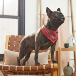 Frisco Red Paisley Dog & Cat Bandana 13 Frisco Red Paisley Dog & Cat Bandana -Frisco 267919 PT5. AC SS1800 V1637687581