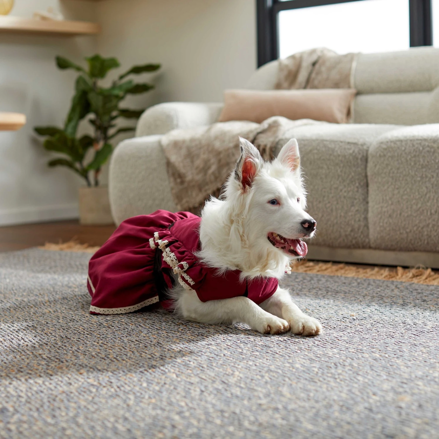 Frisco Plum Dog & Cat Dress 6 Frisco Plum Dog & Cat Dress - Image 6