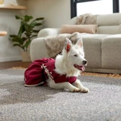 Frisco Plum Dog & Cat Dress 13 Frisco Plum Dog & Cat Dress -Frisco 268677 PT8. AC SS1800 V1629766023