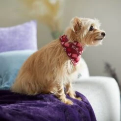 Frisco Love Letters Dog & Cat Bandana 12 Frisco Love Letters Dog & Cat Bandana -Frisco 292051 PT7. AC SS1800 V1702598609