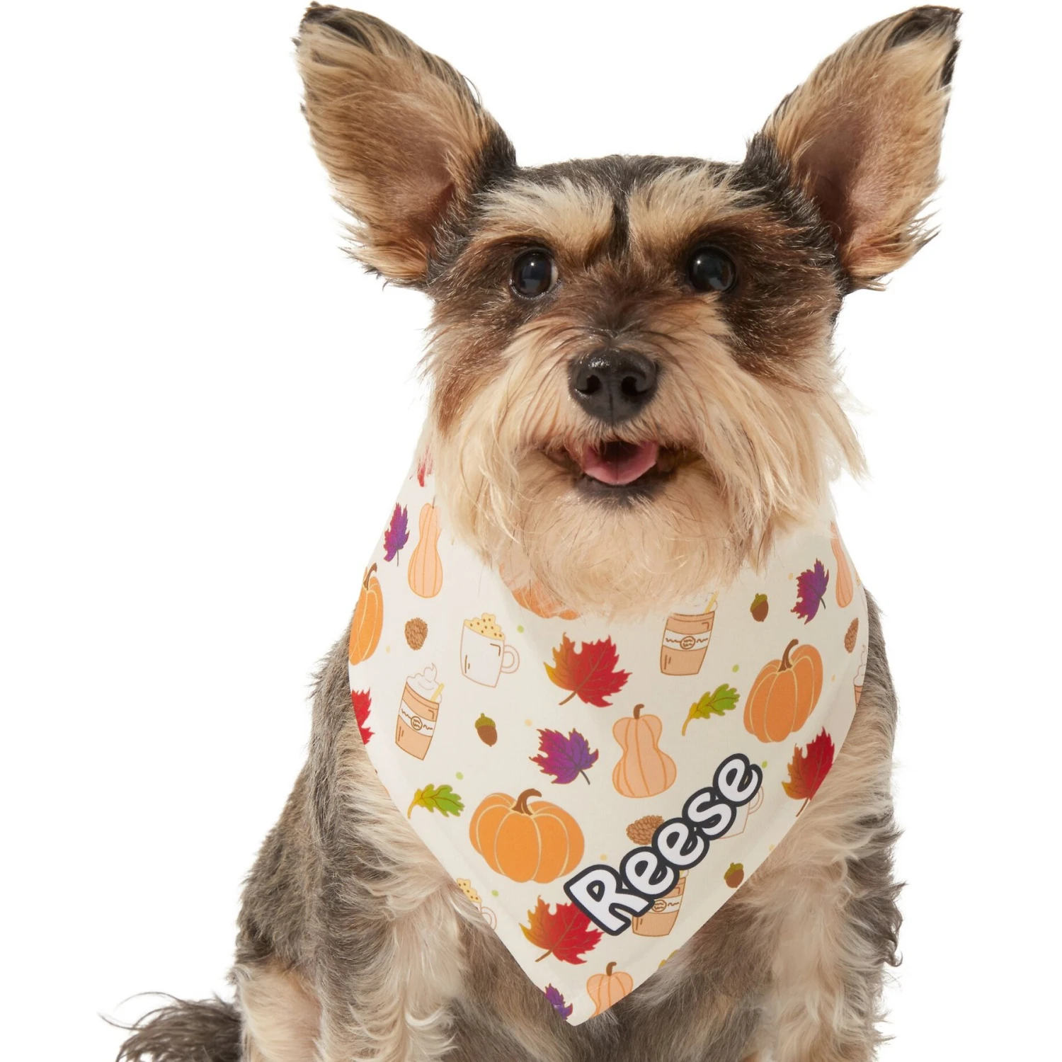 Frisco Pumpkin Spice Personalized Dog & Cat Bandana 7 Frisco Pumpkin Spice Personalized Dog & Cat Bandana - Image 7