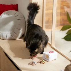 Frisco Lunar New Year Fortune Cookie Plush Cat Toy With Catnip 5 Frisco Lunar New Year Fortune Cookie Plush Cat Toy With Catnip -Frisco 298909 PT3. AC SS1800 V1640269104