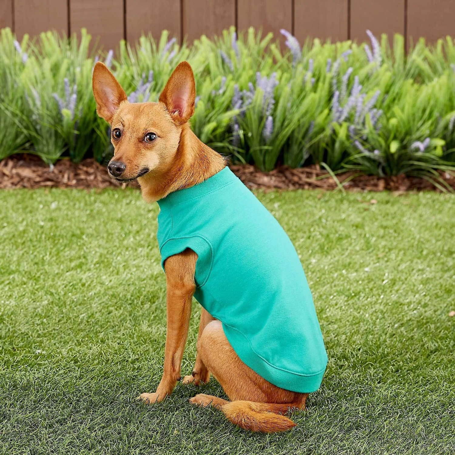 Frisco Basic Dog & Cat T-Shirt & Frisco Dog & Cat Basic Hoodie 7 Frisco Basic Dog & Cat T-Shirt & Frisco Dog & Cat Basic Hoodie - Image 7