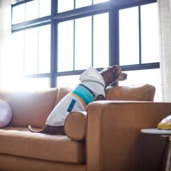 Frisco Striped Dog & Cat Hoodie 13 Frisco Striped Dog & Cat Hoodie -Frisco 312265 PT8. AC SS1800 V1644884817