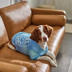 Frisco Peace Love Rescue Dog & Cat T-Shirt 11 Frisco Peace Love Rescue Dog & Cat T-Shirt -Frisco 315068 PT8. AC SS1800 V1646351303