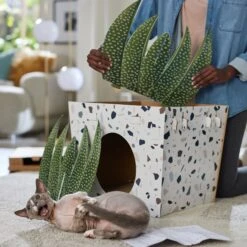 Frisco Potted Succulent Cardboard Cat House 9 Frisco Potted Succulent Cardboard Cat House -Frisco 317723 PT3. AC SS1800 V1688677248