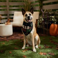 Frisco Bad & Boo-Jee Dog & Cat Costume Bandana 14 Frisco Bad & Boo-Jee Dog & Cat Costume Bandana -Frisco 334807 PT6. AC SS1800 V1660056594