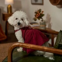 Frisco Sleepy Face Dog & Cat Dress 12 Frisco Sleepy Face Dog & Cat Dress -Frisco 353657 PT6. AC SS1800 V1660750164