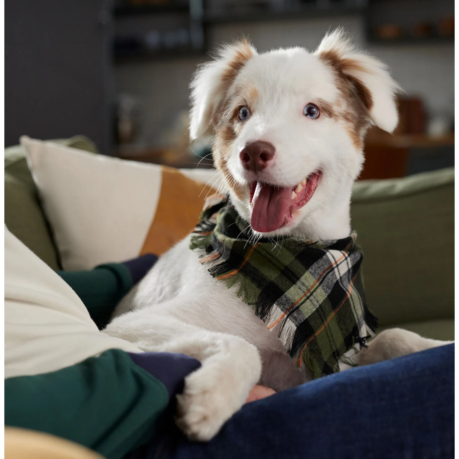 Frisco Plaid Fringe Dog & Cat Bandana 7 Frisco Plaid Fringe Dog & Cat Bandana - Image 7