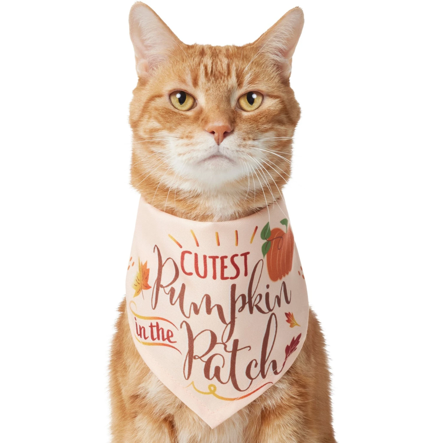 Frisco Cutest Pumpkin In The Patch Dog & Cat Bandana 1 Frisco Cutest Pumpkin In The Patch Dog & Cat Bandana