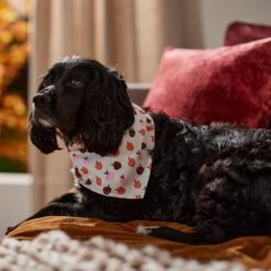 Frisco Apple Dog & Cat Bandana 14 Frisco Apple Dog & Cat Bandana -Frisco 353786 PT6. AC SS1800 V1660749688