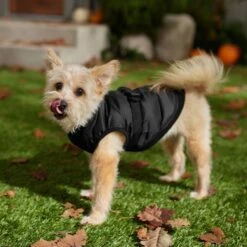 Frisco Lightweight Belted Puffer Dog & Cat Jacket 12 Frisco Lightweight Belted Puffer Dog & Cat Jacket -Frisco 353825 PT7. AC SS1800 V1660749777