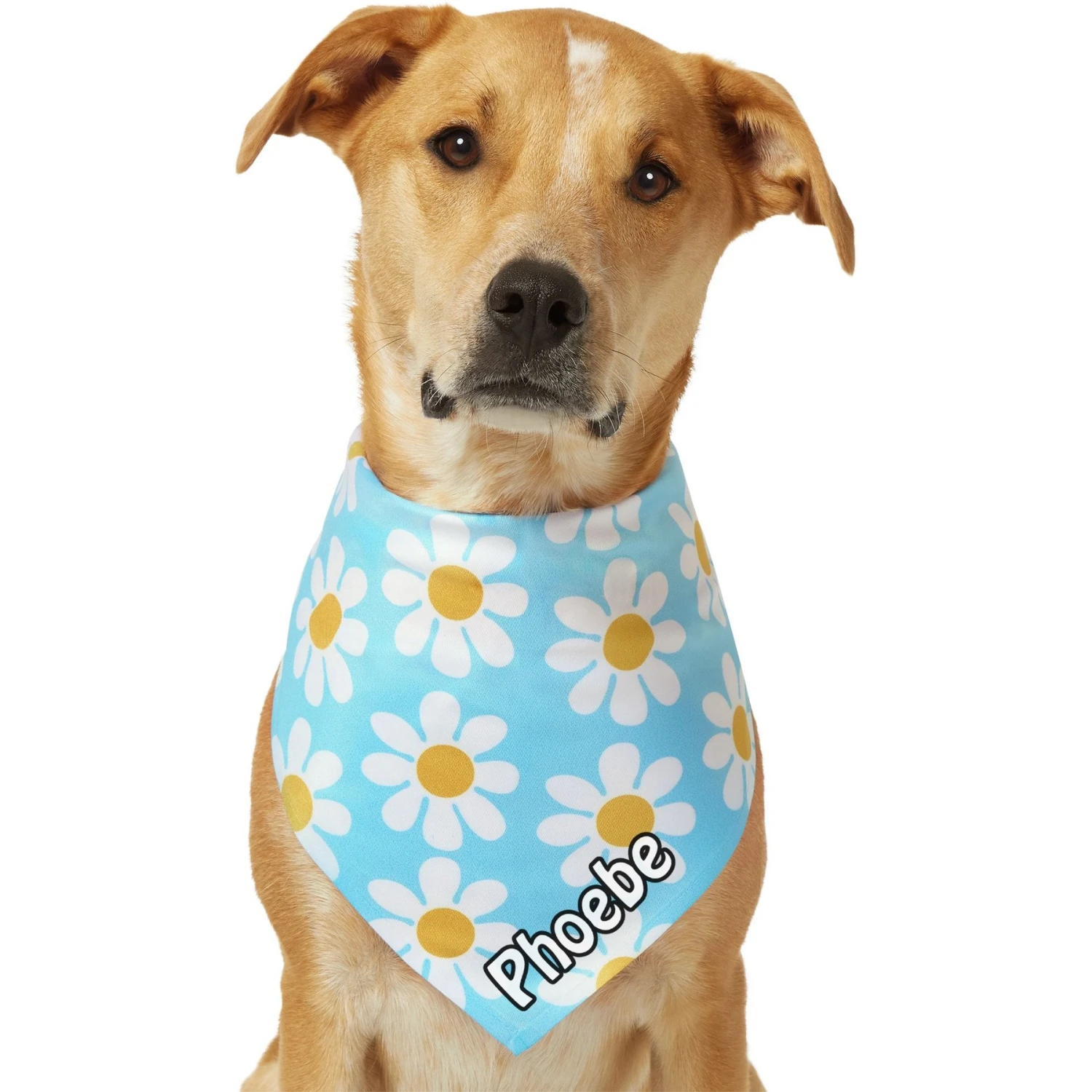 Frisco Personalized Blue Daisy Bandana 8 Frisco Personalized Blue Daisy Bandana - Image 8