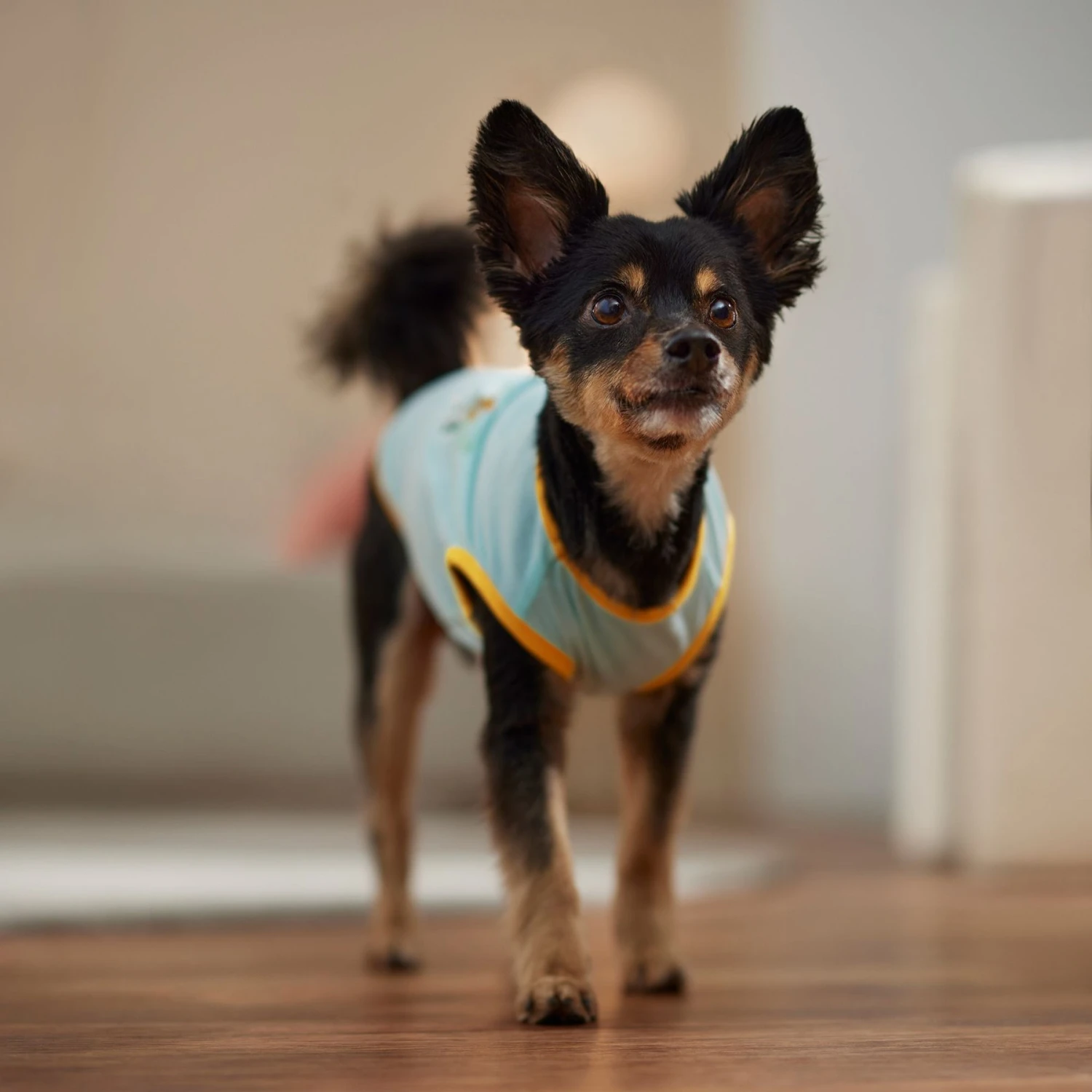 Frisco Just Another Day In Paradise Dog & Cat T-Shirt 6 Frisco Just Another Day In Paradise Dog & Cat T-Shirt - Image 6