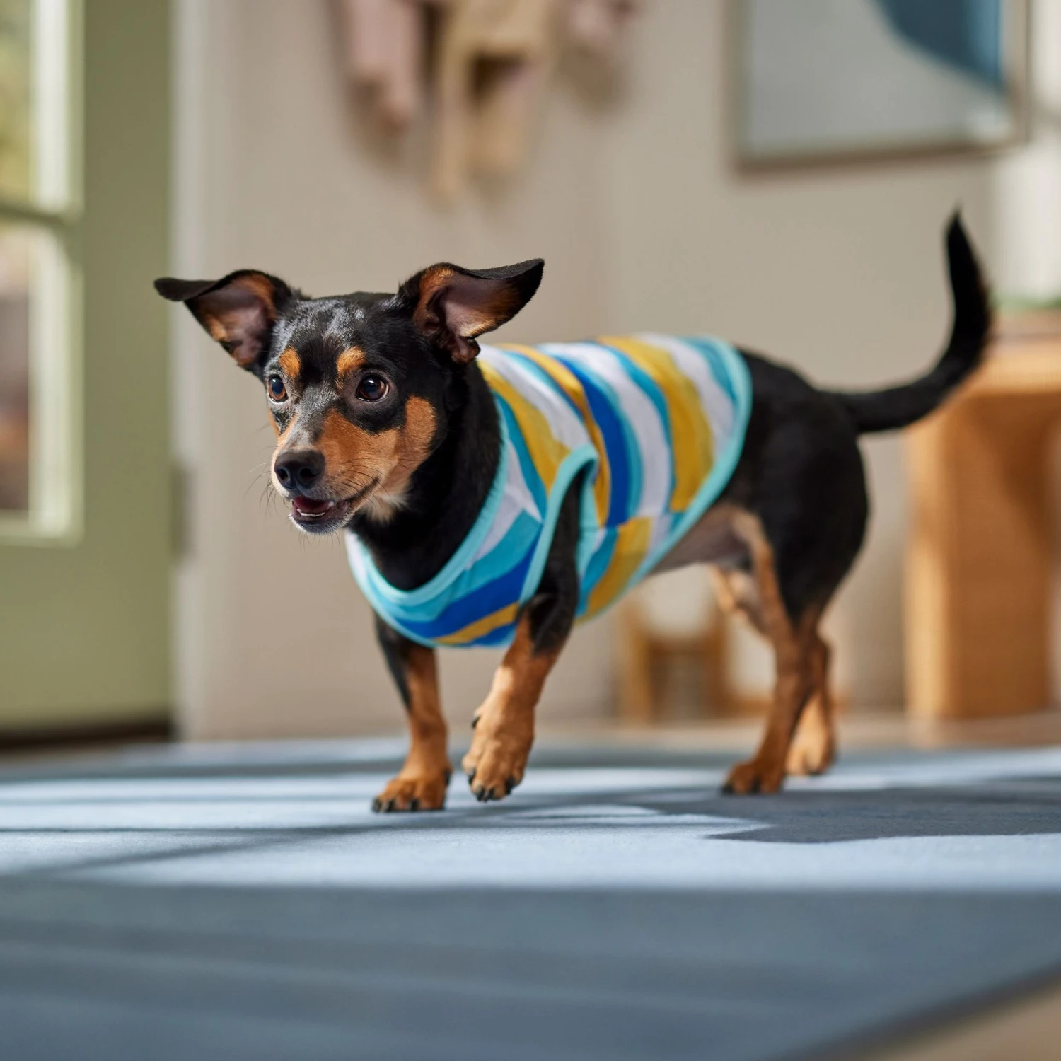 Frisco You Me & The Sea Dog & Cat T-Shirt 6 Frisco You Me & The Sea Dog & Cat T-Shirt - Image 6