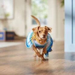 Frisco Beach Vibes Dog & Cat Dress 12 Frisco Beach Vibes Dog & Cat Dress -Frisco 556934 PT5. AC SS1800 V1675280724