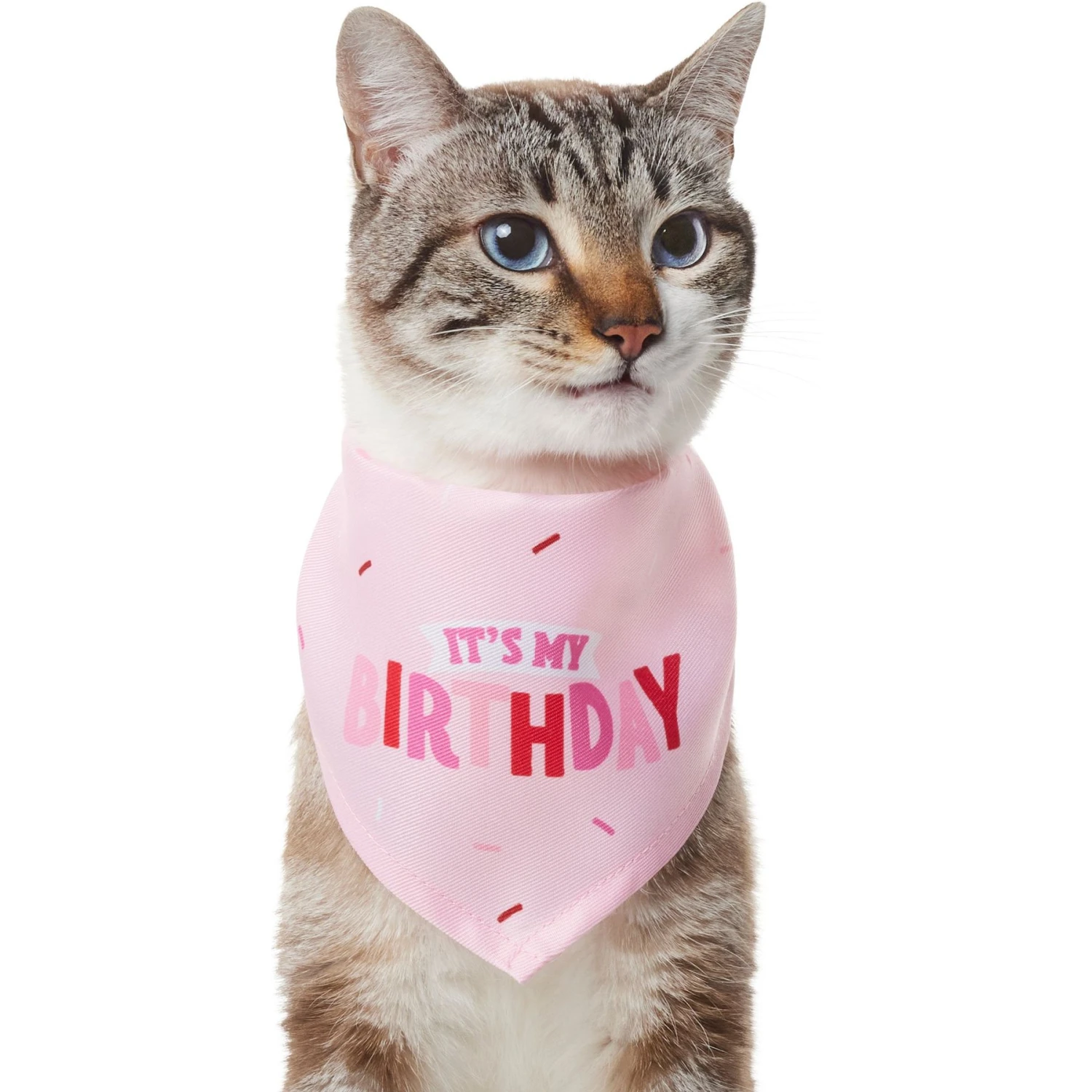 Frisco Dog & Cat Birthday Bandana 3 Frisco Dog & Cat Birthday Bandana - Image 3