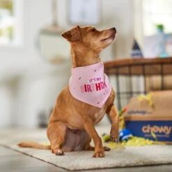 Frisco Dog & Cat Birthday Bandana 13 Frisco Dog & Cat Birthday Bandana -Frisco 608206 PT5. AC SS1800 V1676643860