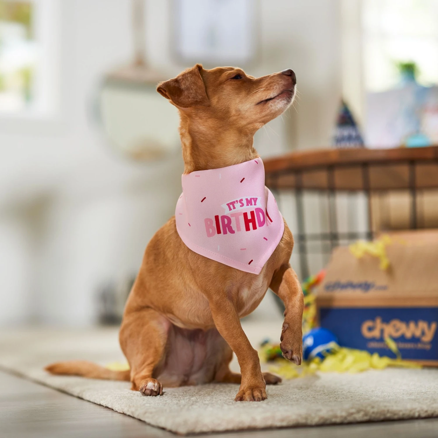 Frisco Dog & Cat Birthday Bandana 6 Frisco Dog & Cat Birthday Bandana - Image 6