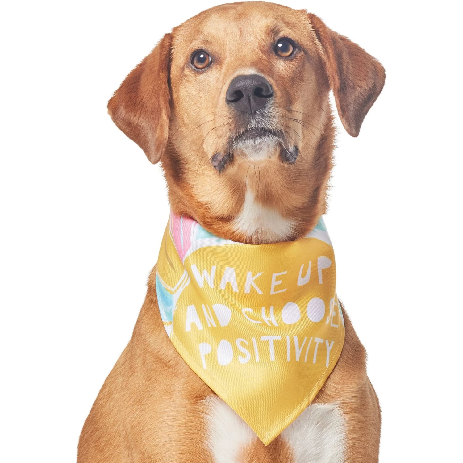 Frisco Wake Up Positive Dog & Cat Bandana 4 Frisco Wake Up Positive Dog & Cat Bandana - Image 4