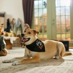 Frisco Trick Or Treat Dog & Cat Bandana 11 Frisco Trick Or Treat Dog & Cat Bandana -Frisco 706398 PT5. AC SS1800 V1689282516