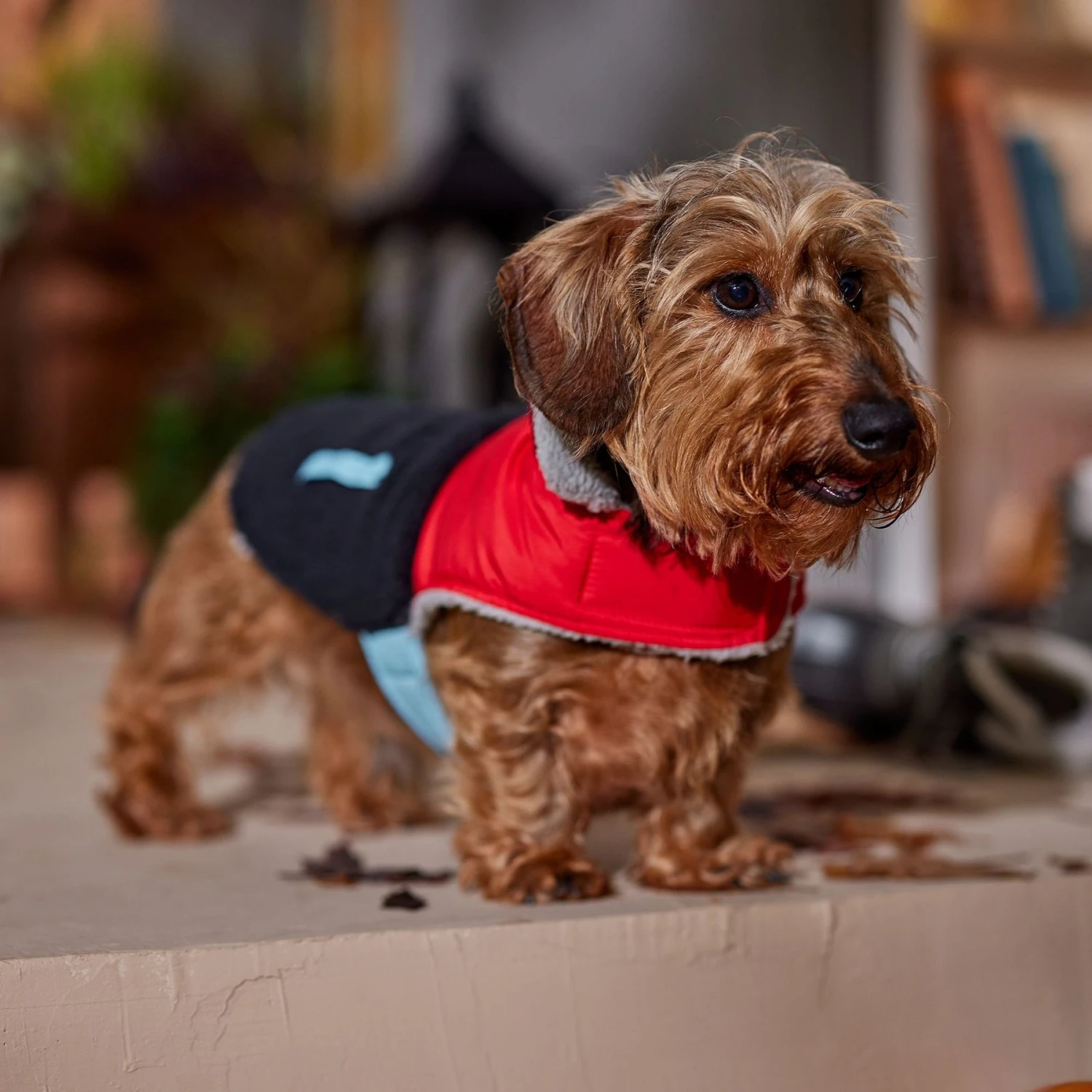 Frisco Medium Weight Retro Colorblock Mixed Media Dog & Cat Coat 8 Frisco Medium Weight Retro Colorblock Mixed Media Dog & Cat Coat - Image 8