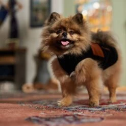 Frisco Light Weight Leopard Print Lined Fleece Dog & Cat Vest 14 Frisco Light Weight Leopard Print Lined Fleece Dog & Cat Vest -Frisco 720694 PT7. AC SS1800 V1692378099