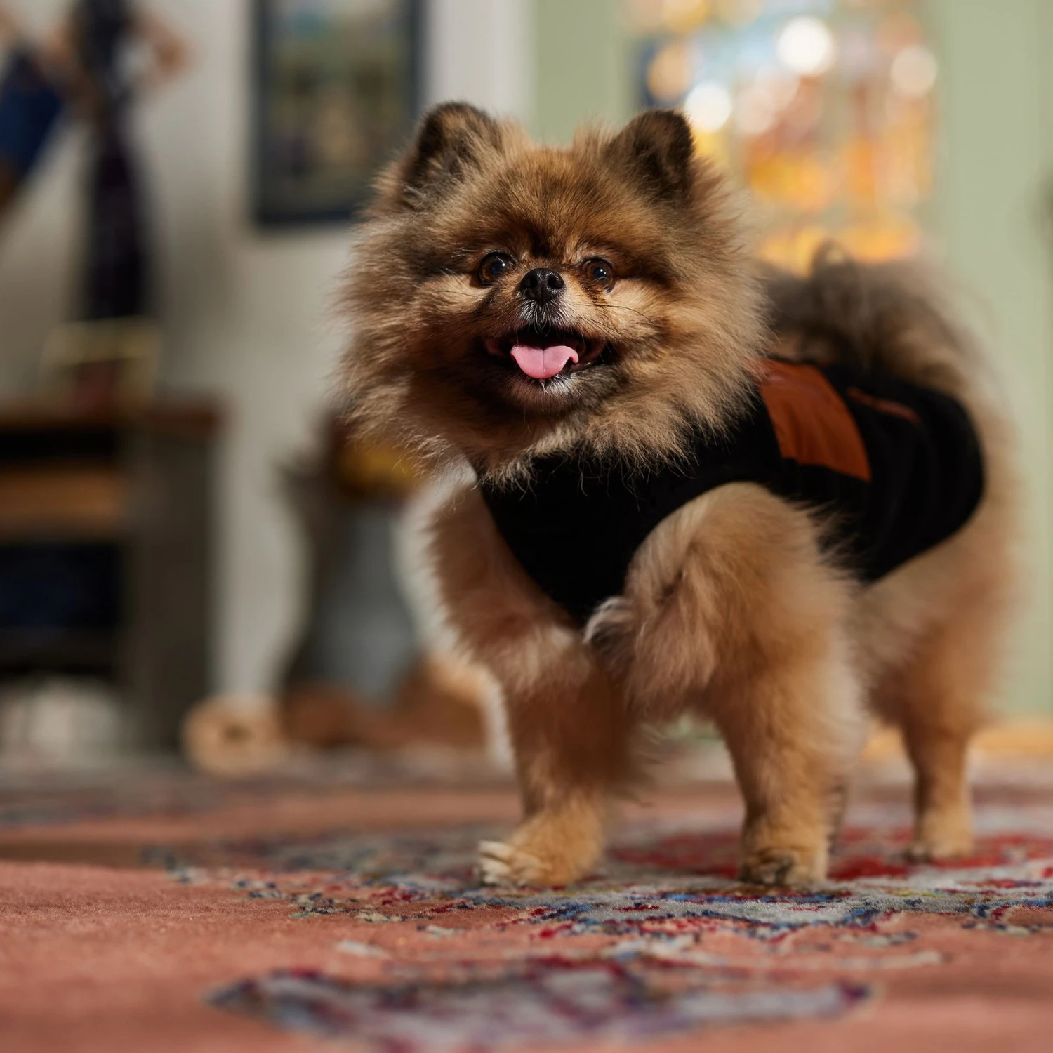 Frisco Light Weight Leopard Print Lined Fleece Dog & Cat Vest 7 Frisco Light Weight Leopard Print Lined Fleece Dog & Cat Vest - Image 7