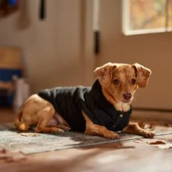 Frisco Quilted Fleece Dog & Cat Pullover Hoodie 16 Frisco Quilted Fleece Dog & Cat Pullover Hoodie -Frisco 721030 PT7. AC SS1800 V1692378399