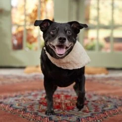 Frisco Solid Faux Fur Dog & Cat Bandana 11 Frisco Solid Faux Fur Dog & Cat Bandana -Frisco 733878 PT6. AC SS1800 V1692378974