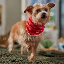 Frisco Reversible Candy Cane Cozy Knit Faux Fur Dog & Cat Pullover Bandana, 1 Count 12 Frisco Reversible Candy Cane Cozy Knit Faux Fur Dog & Cat Pullover Bandana, 1 Count -Frisco 745294 PT6. AC SS1800 V1694794121