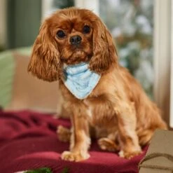 Frisco Reversible Snowflake Cozy Knit Faux Fur Dog & Cat Pullover Bandana, 1 Count 12 Frisco Reversible Snowflake Cozy Knit Faux Fur Dog & Cat Pullover Bandana, 1 Count -Frisco 746630 PT6. AC SS1800 V1694799358